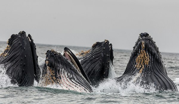 Comment planifier une expédition pour observer les baleines à bosse au Groenland?